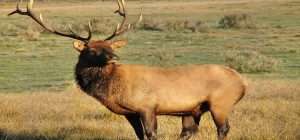 How to Hunt Elk with a Bow - The Easiest Way — Bow Journal